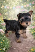 Tobie, a male Yorkshire Terrier for sale in Charlotte, NC – Photo 3 of 3