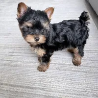 Tobie, a male Yorkshire Terrier for sale in Charlotte, NC – Photo 1 of 3