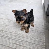 Tobie, a male Yorkshire Terrier for sale in Charlotte, NC – Photo 3 of 3