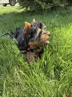 Tobie, a male Yorkshire Terrier for sale in Charlotte, NC – 3 of 4
