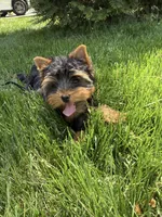Tobie, a male Yorkshire Terrier for sale in Charlotte, NC – 2 of 4