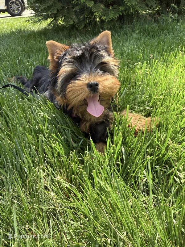 Tobie – Yorkshire Terrier puppy for sale in Charlotte, NC