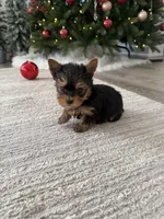 Jojo, a female Yorkshire Terrier for sale in Charlotte, NC – Photo 2 of 4