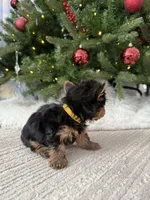 Jojo, a female Yorkshire Terrier for sale in Charlotte, NC – Photo 3 of 4