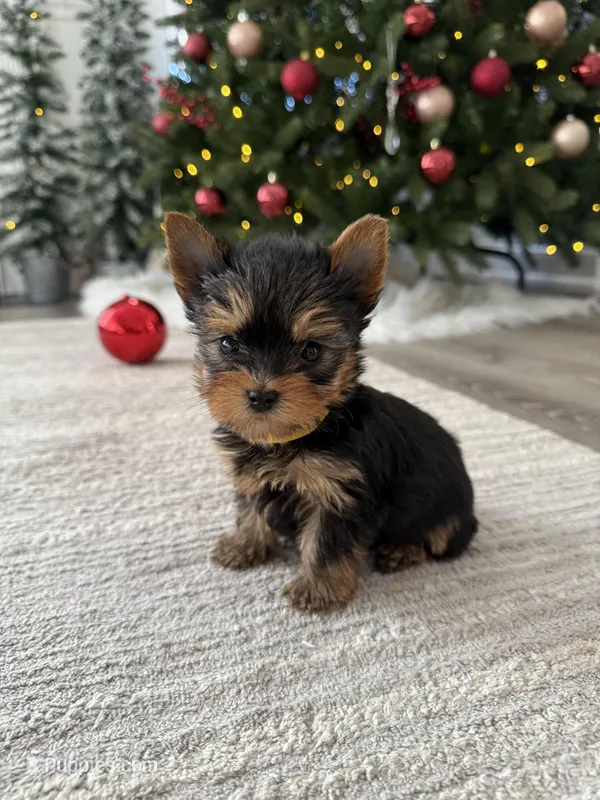 Jojo, a female Yorkshire Terrier for sale in Charlotte, NC – Photo 1 of 4