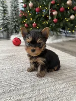 Jojo, a female Yorkshire Terrier for sale in Charlotte, NC – Photo 1 of 4