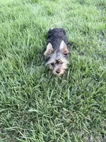 Leo, a male Yorkshire Terrier for sale in Charlotte, NC – 2 of 5
