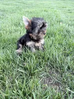 Pip, a male Yorkshire Terrier for sale in Charlotte, NC – 2 of 4