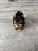 Dolly(lilac), a female Yorkshire Terrier for sale in Charlotte, NC – Photo 4 of 4