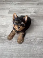 Dolly(lilac), a female Yorkshire Terrier for sale in Charlotte, NC – Photo 3 of 4