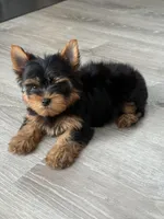 Dolly(lilac), a female Yorkshire Terrier for sale in Charlotte, NC – Photo 1 of 4