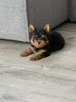 Dolly(lilac), a female Yorkshire Terrier for sale in Charlotte, NC – Photo 2 of 4