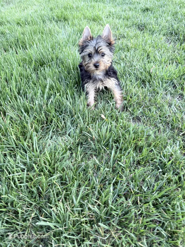 Leo – Yorkshire Terrier puppy for sale in Charlotte, NC