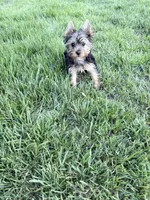 Leo, a male Yorkshire Terrier for sale in Charlotte, NC – 1 of 5