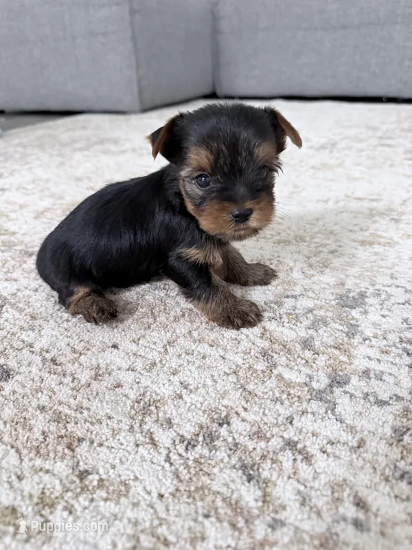 Rocky – Yorkshire Terrier puppy for sale in Charlotte, NC