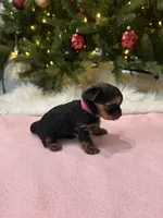 Bibi, a female Yorkshire Terrier for sale in Charlotte, NC – Photo 2 of 4