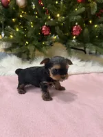 Bibi, a female Yorkshire Terrier for sale in Charlotte, NC – Photo 3 of 4