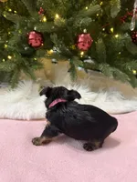 Bibi, a female Yorkshire Terrier for sale in Charlotte, NC – Photo 4 of 4