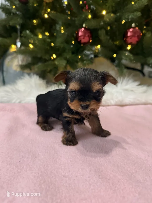 Bibi, a female Yorkshire Terrier for sale in Charlotte, NC – Photo 1 of 4
