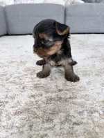 Rocky, a male Yorkshire Terrier for sale in Charlotte, NC – 5 of 5