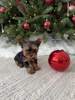 Ozzy, a male Yorkshire Terrier for sale in Charlotte, NC – Photo 1 of 4
