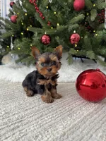 Ozzy, a male Yorkshire Terrier for sale in Charlotte, NC – Photo 2 of 4