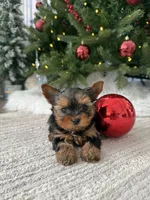 Ozzy, a male Yorkshire Terrier for sale in Charlotte, NC – Photo 4 of 4