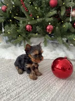 Ozzy, a male Yorkshire Terrier for sale in Charlotte, NC – Photo 3 of 4