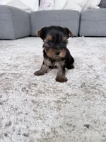 Rocky, a male Yorkshire Terrier for sale in Charlotte, NC – 3 of 5