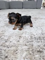 Mia, a female Yorkshire Terrier for sale in Charlotte, NC – 2 of 4