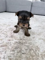 Rocky, a male Yorkshire Terrier for sale in Charlotte, NC – 4 of 5