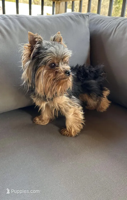Archibald – Yorkshire Terrier puppy for sale in Charlotte, NC