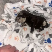 Biscotti , a male Havanese and Poodle - Miniature  for sale in Blackville, SC – Photo 7 of 7