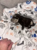 Biscotti , a male Havanese and Poodle - Miniature  for sale in Blackville, SC – Photo 7 of 7