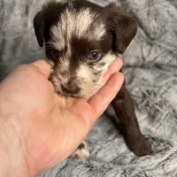 Biscotti , a male Havanese and Poodle - Miniature  for sale in Blackville, SC – Photo 5 of 7