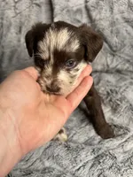 Biscotti , a male Havanese and Poodle - Miniature  for sale in Blackville, SC – Photo 5 of 7