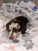 Biscotti , a male Havanese and Poodle - Miniature  for sale in Blackville, SC – Photo 3 of 7