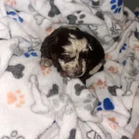 Biscotti , a male Havanese and Poodle - Miniature  for sale in Blackville, SC – Photo 4 of 7