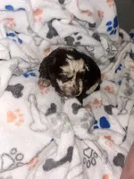 Biscotti , a male Havanese and Poodle - Miniature  for sale in Blackville, SC – Photo 4 of 7