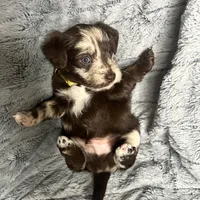 Biscotti , a male Havanese and Poodle - Miniature  for sale in Blackville, SC – Photo 6 of 7