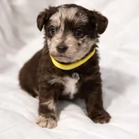 Biscotti , a male Havanese and Poodle - Miniature  for sale in Blackville, SC – Photo 1 of 7
