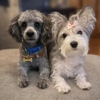 Biscotti , a male Havanese and Poodle - Miniature  for sale in Blackville, SC – Photo 2 of 7
