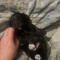 Kona, a male Havanese and Poodle - Miniature  for sale in Blackville, SC – Photo 2 of 4