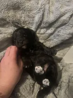 Kona, a male Havanese and Poodle - Miniature  for sale in Blackville, SC – Photo 3 of 5