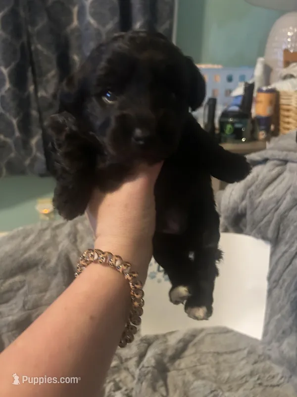 Kona – Havanese, Poodle - Miniature  puppy for sale in Blackville, SC