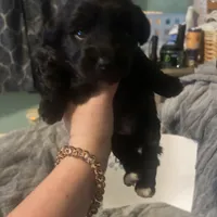 Kona, a male Havanese and Poodle - Miniature  for sale in Blackville, SC – Photo 1 of 4