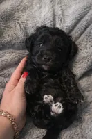 Kona, a male Havanese and Poodle - Miniature  for sale in Blackville, SC – Photo 1 of 5