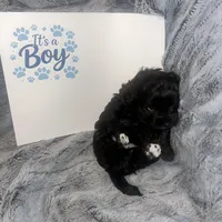 Kona, a male Havanese and Poodle - Miniature  for sale in Blackville, SC – Photo 3 of 4