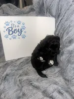 Kona, a male Havanese and Poodle - Miniature  for sale in Blackville, SC – Photo 4 of 5