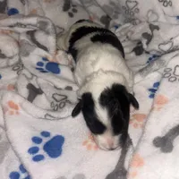 Macchiato “Mac”, a male Havanese and Poodle - Miniature  for sale in Blackville, SC – Photo 5 of 9